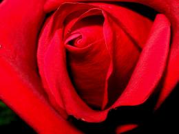 RoseRed